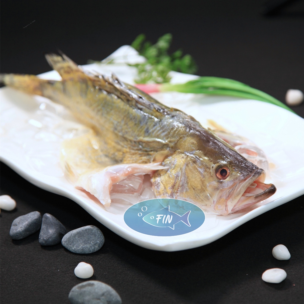Mandarin Perch