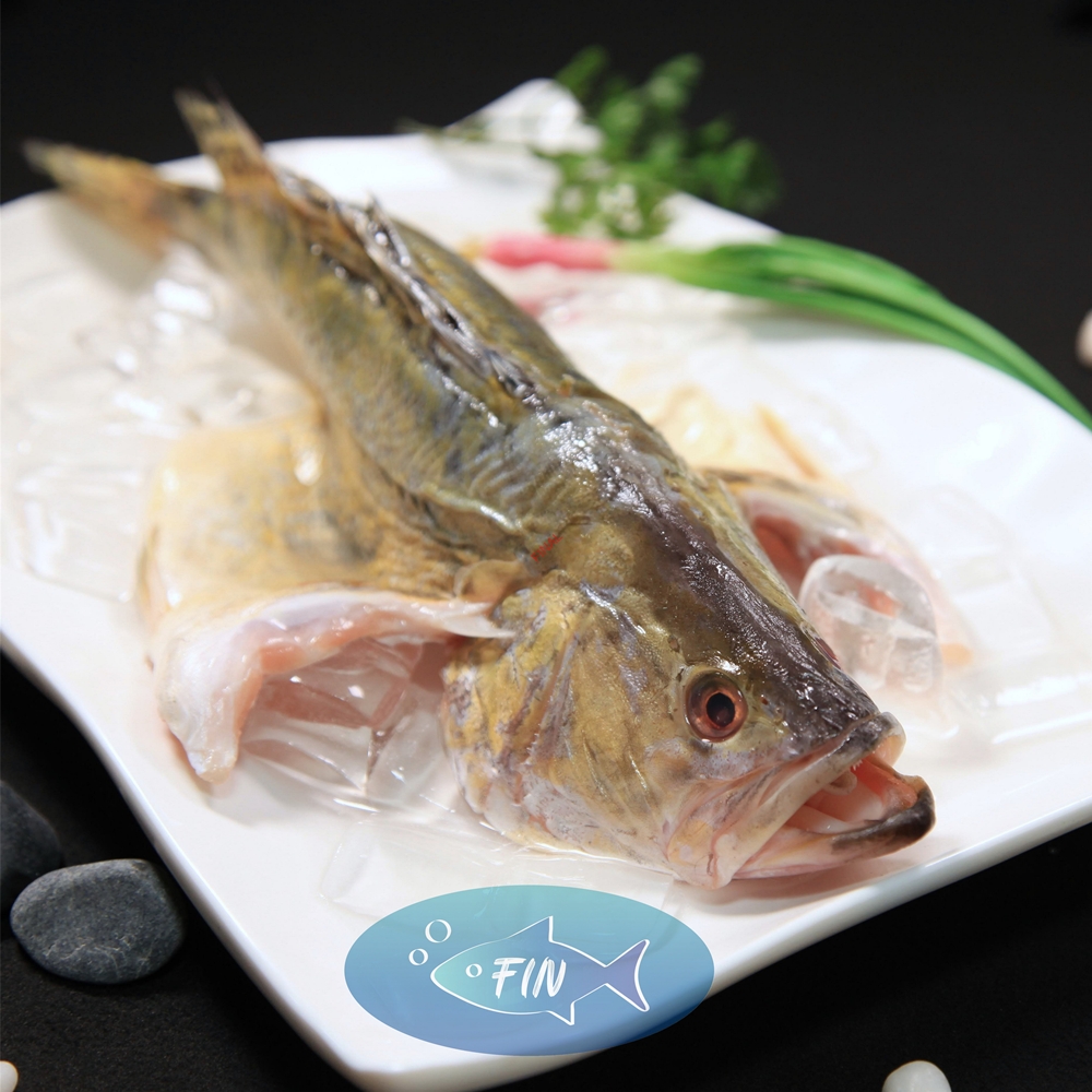 Mandarin Perch
