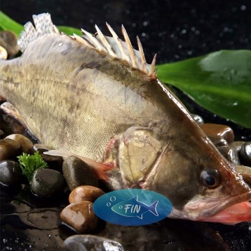 Mandarin Perch